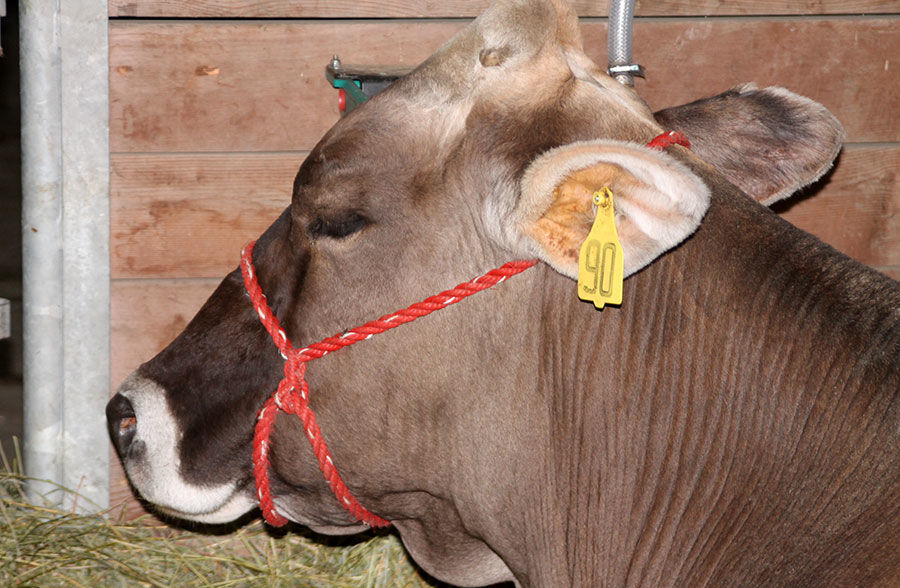 Animals are a major attraction at the fair.